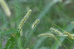 Setaria pumila